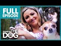 The Chihuahua Brat Pack: Jodie Marsh | Full Episode | It's Me or the Dog