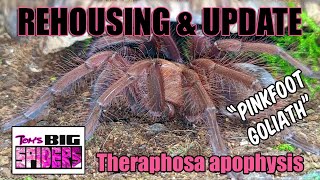 Theraphosa apophysis 'Pinkfoot Goliath' Rehouse and Update SEE DESCRIPTION