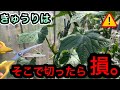 去年より倍増！きゅうり1株から200本以上採れる子づる・孫づる摘芯と整枝のやり方