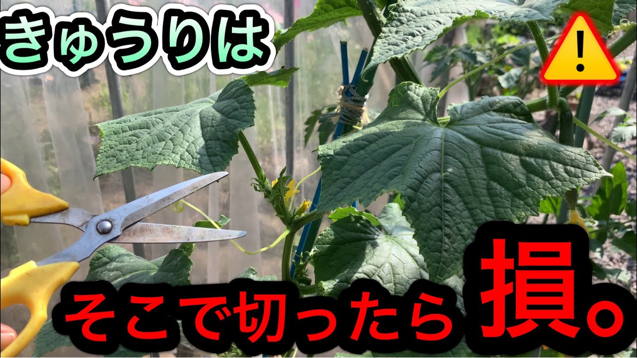 去年より倍増！きゅうり1株から200本以上採れる子づる・孫づる摘芯と整枝のやり方