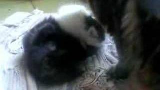 La Famigliola Figaro Felix 3