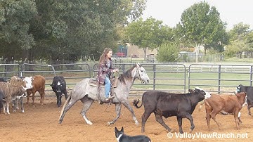 More Cat Less Mouse - working cows #1 - Valley View Ranch
