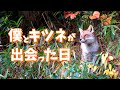 キツネと友達〜僕とキツネが出会った始まりの物語〜