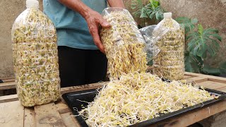 Tips for making bean sprouts at home are easy for anyone to do successfully