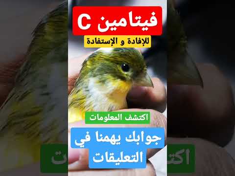 أنواع تغذية الكناري التي تتكون من الفيتامين س  إكتشف مهاراتك في تربية الكناري