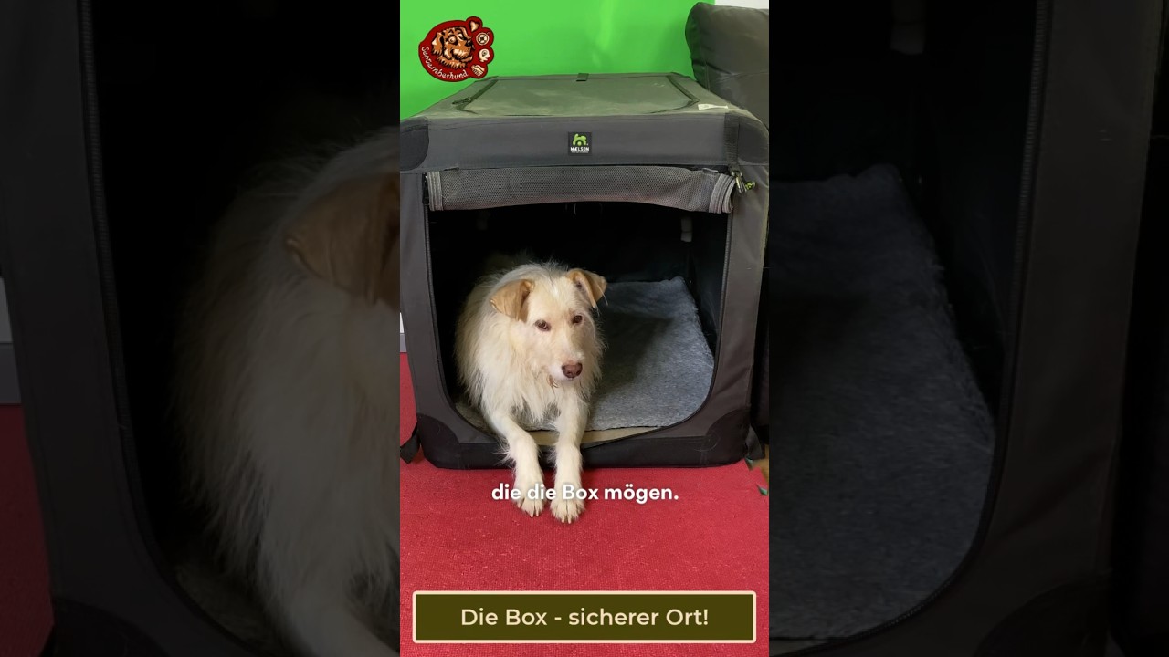 Die Hundebox - ein Ort der Sicherheit für deinen Hund.
