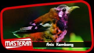 BURUNG BERKICAU - Masteran Suara Anis Kembang | No 18