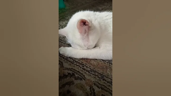 Video 2427911: persian siamese cat, pets animals dog, dog pet lovely