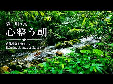 森の自然音ASMR｜小川のせせらぎと野鳥のさえずり【深い睡眠・集中・リラックス】