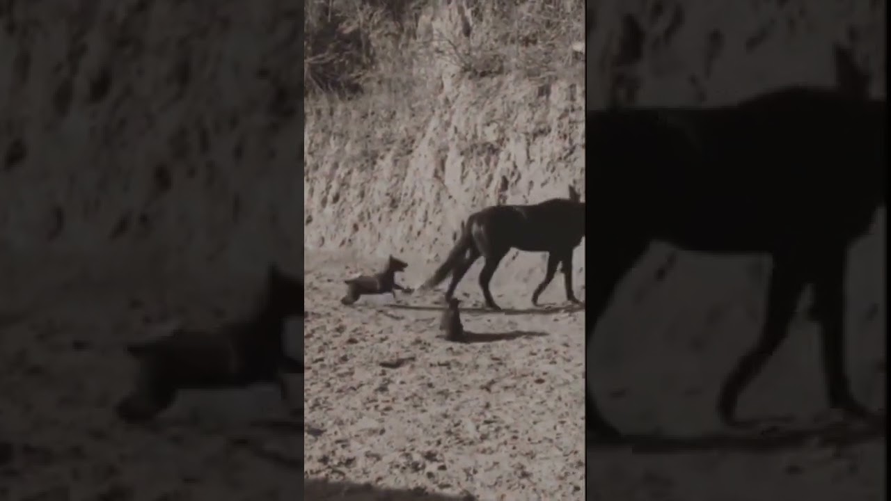 Strong horse kick. Нокаут. Сильный лошадиный удар