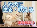 犬のしつけ【怖がり犬】人や犬に唸る・吠える子の理由と対策を園長が解説します♪　～犬のしつけ・ドッグトレーニング
