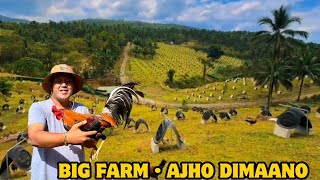 Big Farm Philippines - Beautiful View Feeding Time Free Range Shape Outdoor Chicken Coop Ajho