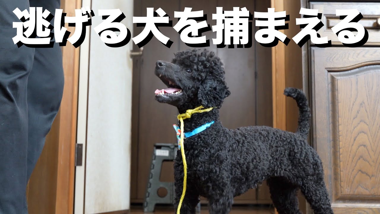 逃げてしまう子犬を捕まえる方法 犬のしつけ トレーニング Youtube