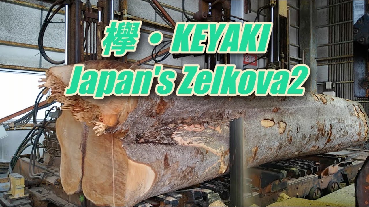 欅・KEYAKI・Japan's Zelkova - YouTube