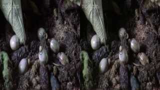 A Spiny Leaf Insect Laying An Egg The Eye Of E.t. - 3D Version