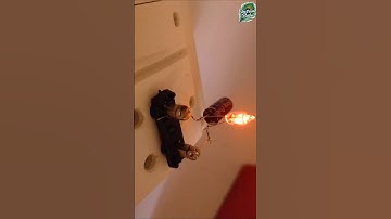 Neon lamp Cloud light blinking Circuit 2 #experiements #diyelectronics #electronicsproject #diy