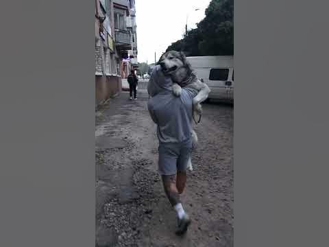 Карманная собака - YouTube