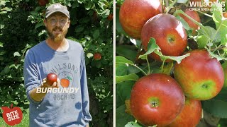 Burgundy Apples | Bite Size