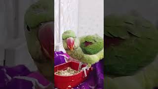 Mera Cute Parrot