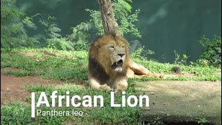 African lion (Panthera leo) African lion (Panthera leo)
