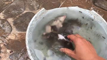 Công thức pha nước vặt lông chuột chuẩn 100%