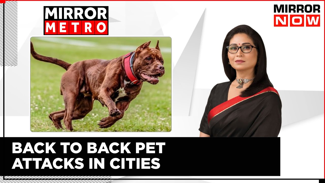 Pet Dog Attacks In Cities, Culling Stray Dogs The Only Way?