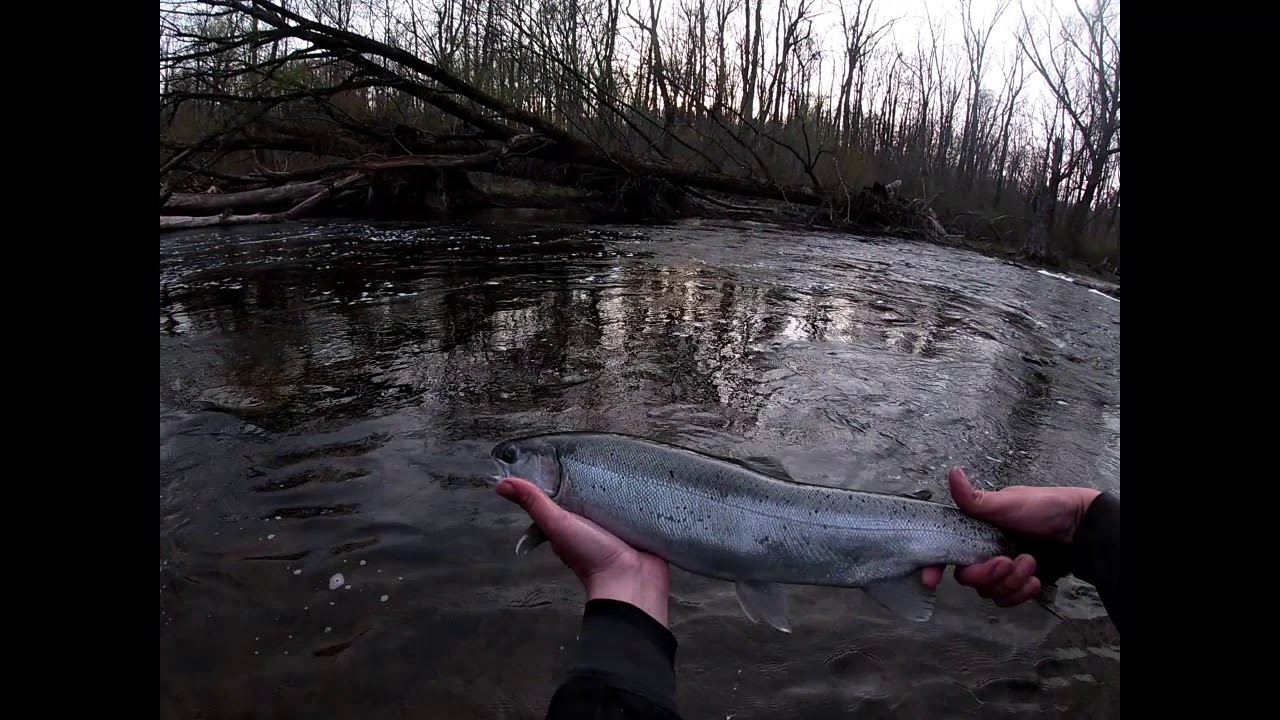 Steelhead Fishing Lake Ontario tributaries NY April p3 YouTube