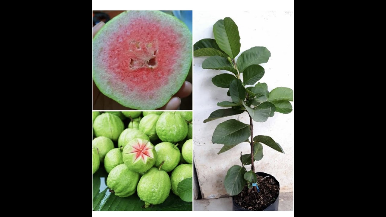 Cách trồng cây ổi từ hạt. How to grow ruby guava from... - youtube