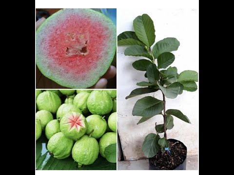 Video Cách trồng cây ổi từ hạt. How to grow ruby guava from... - youtube
