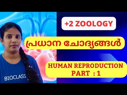 +2 ZOOLOGY | HUMAN REPRODUCTION | Most important questions -part: 1 ...