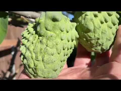 Video: Cherimoya Chăm Sóc Cây: Mẹo Trồng Cây Mãng Cầu