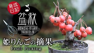 激安1,980円姫りんごの摘果 初心者の簡単盆栽の作り方 【Bonsai diary 盆栽日記 12/19】Princess Apple Bonsai beginners リンゴ EOS R5撮影