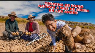 Así se cosechan las PAPAS NATIVAS 100% orgánicas, el trabajo MÁS DURO de los ANDES