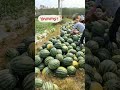 Farmers in Guangxi are inviting people to enjoy “watermelon freedom” in Guangxi.