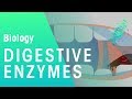 Digestive enzymes | Physiology | Biology | FuseSchool