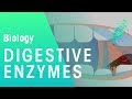 Unlocking Energy: The Role of Enzymes in Digestion and Nutrient Absorption