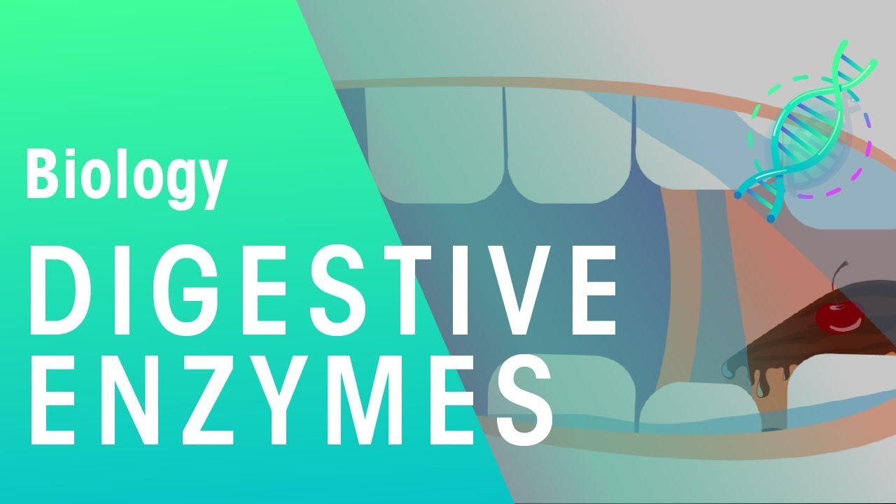 the largest variety of digestive enzymes function in the