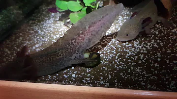 Wie wird ein Axolotl befruchtet?