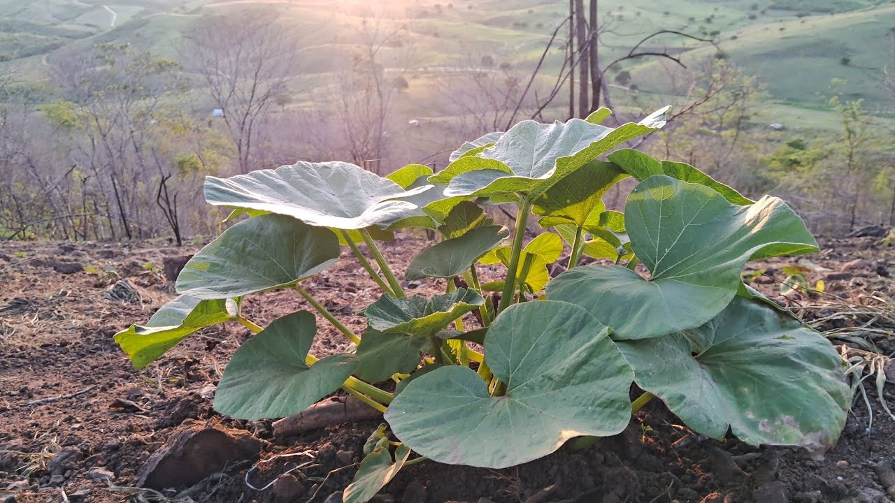 A PLANTAÇÃO DE ABÓBORA 