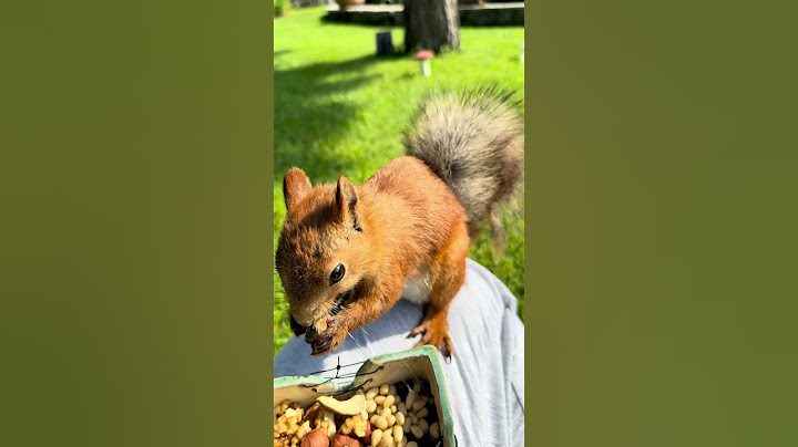 What do you think of our vegetarian breakfast? Как вам наш вегетарианский завтрак? #squirrel ￼