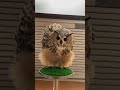 フクロウの本気