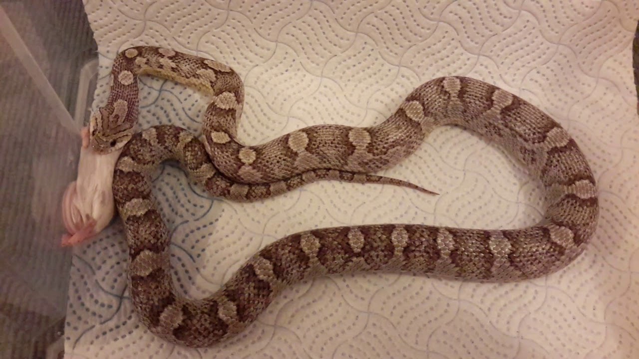 camera iphone 8 plus apk Feeding medium mouse to my 21 month old corn snake Anery