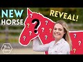 Meet My New Rescue Horse! Big Reveal! AD | This Esme