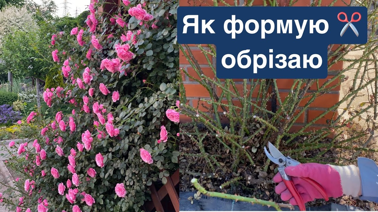 Як формую✂️обрізаю найкращу троянду в нашому саду