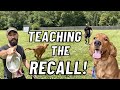 HOW TO Train Your Dog/ Puppy To COME WHEN CALLED!