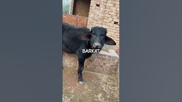 @BainsBreedingFarm #viralvideo #shortvideo #livestock #youtube #bainsbreedingfarm