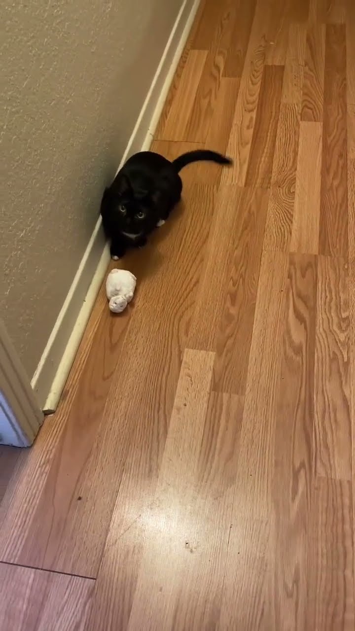 Bébé chaton très mignon  ♥️ ♥️ ♥️ ♥️ ♥️ ♥️