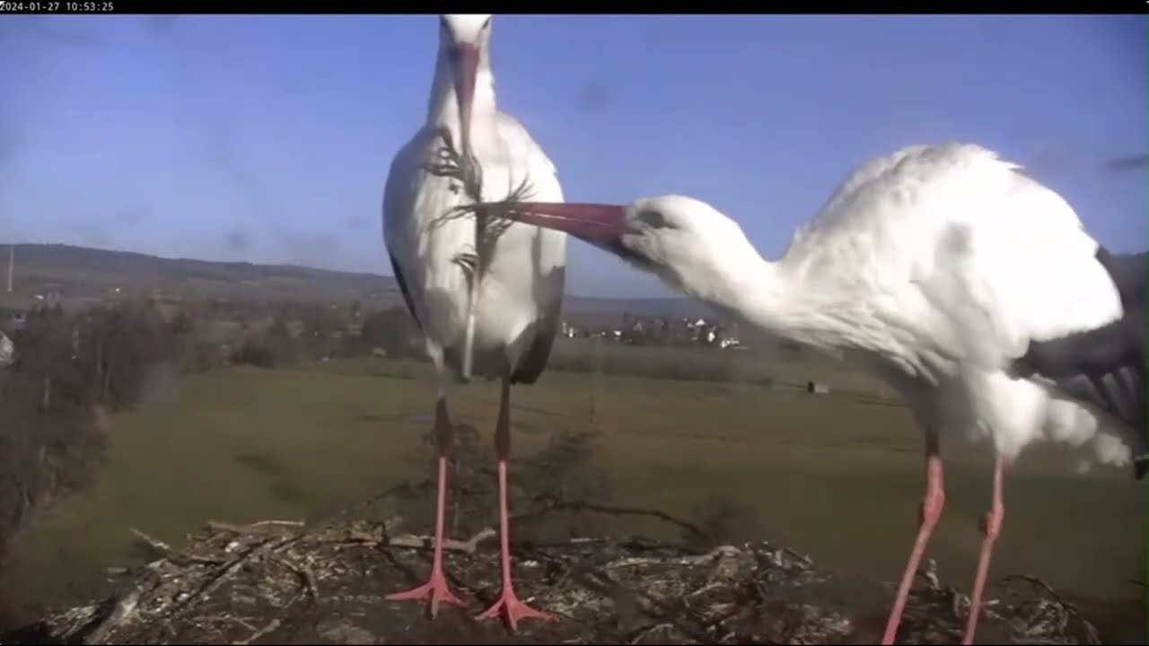 2024 05 06 Storchennest Lindheim, oj je, das sieht nicht so gut aus, so lange schon🥚🥚🥚🙃🙃🙃