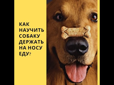 трюк  держать на носу предмет или еду? Как научить собаку держать на носу