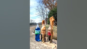 Popular Coke Sodas Vs Mentos 94 (IN REVERSE) (Coke, Sprite, Fanta) #satisfying #experiment #asmr